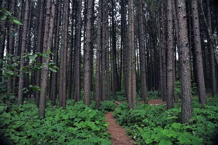 forest